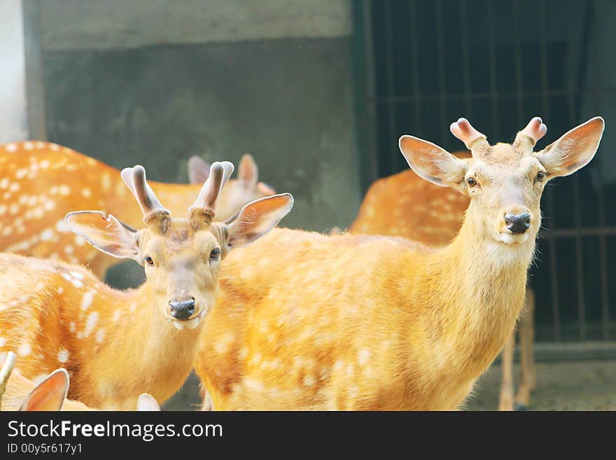 The spotted deer in the zoo. it looks very cut .