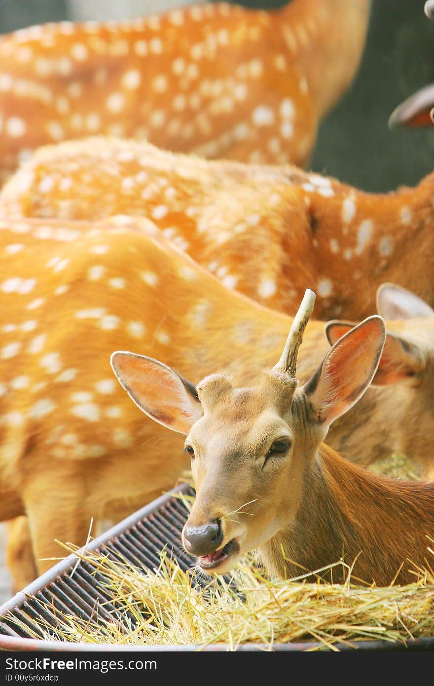 The spotted deer in the zoo. it looks very cut .