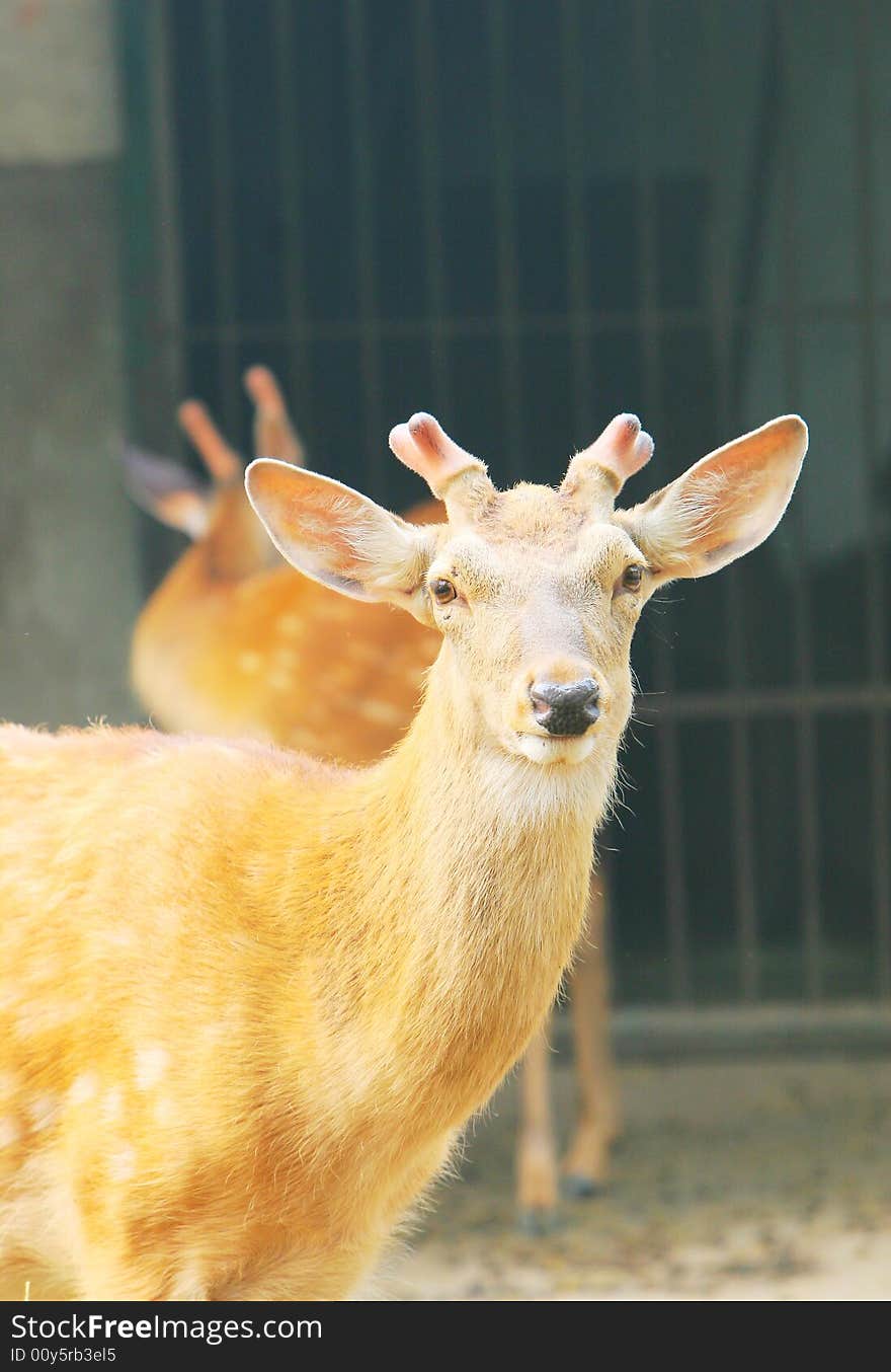 The spotted deer in the zoo. it looks very cut .