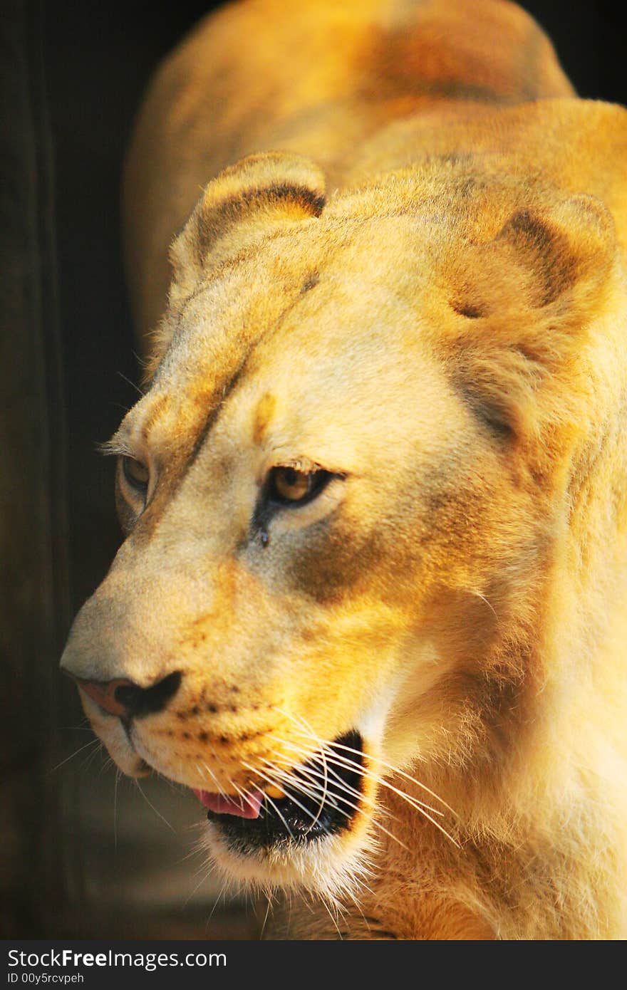 The lion in a cage and watching you in the zoo.