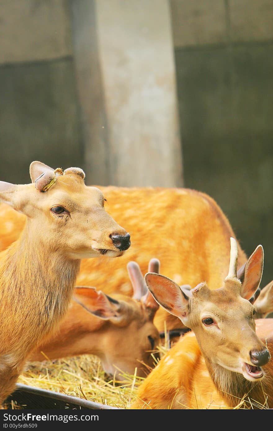 The spotted deer in the zoo. it looks very cut .