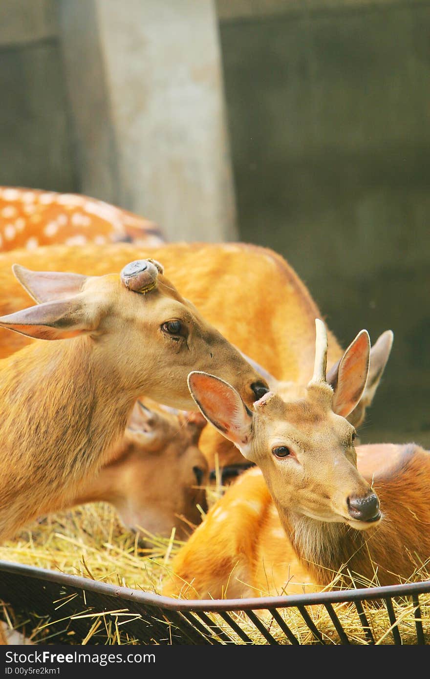 The spotted deer in the zoo. it looks very cut .