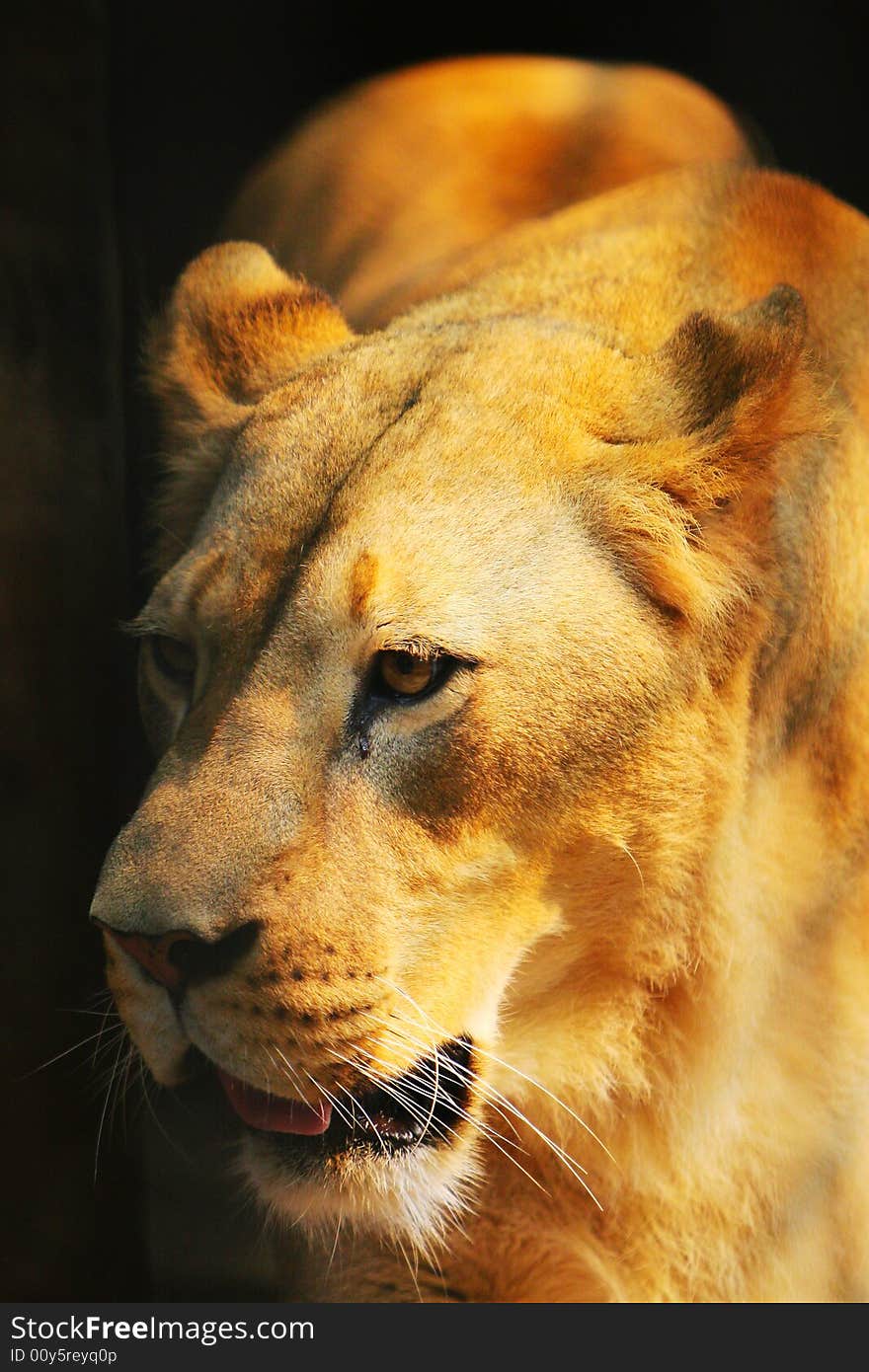 The lion in a cage and watching you in the zoo.