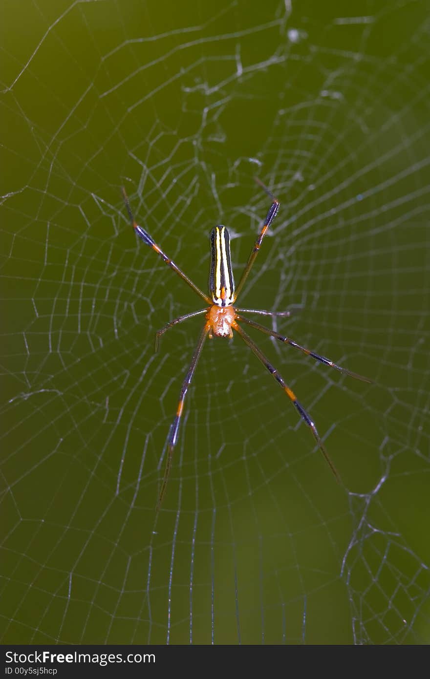 Bright-colored spider spit out its silken thread ,ready to make a web