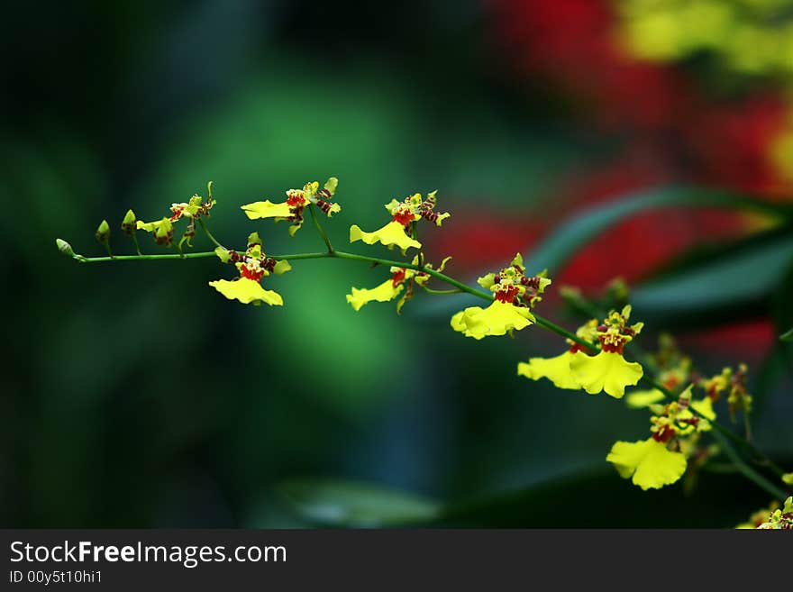 Yellow orchid