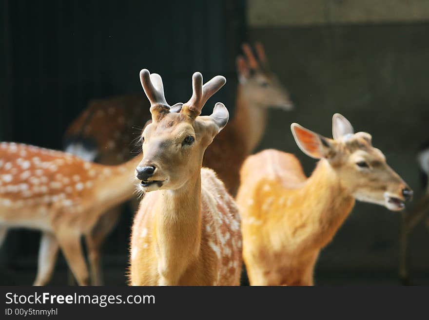 The spotted deer in the zoo. it looks very cut .