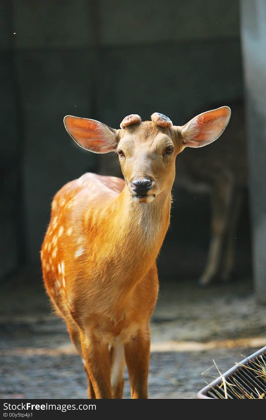 The spotted deer in the zoo. it looks very cut .