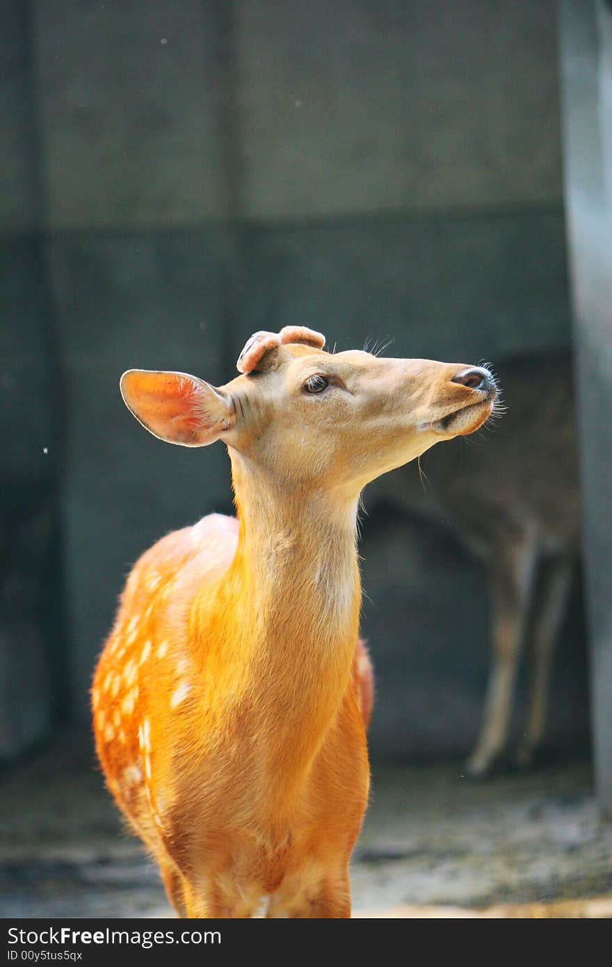 The spotted deer in the zoo. it looks very cut .