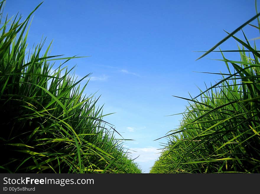 Paddy Field01