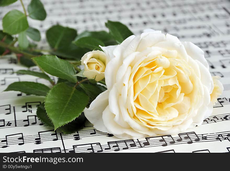 Beautiful white-yellow rose on note paper