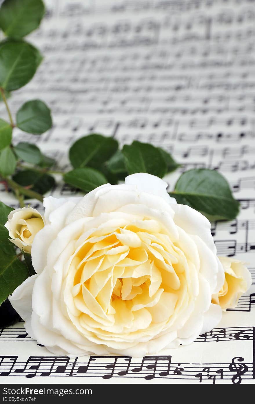 Beautiful white-yellow rose on note paper