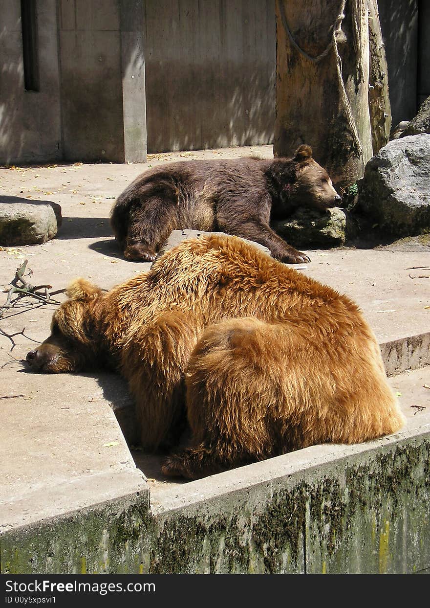 Two bears having an afternoon sleep. Two bears having an afternoon sleep