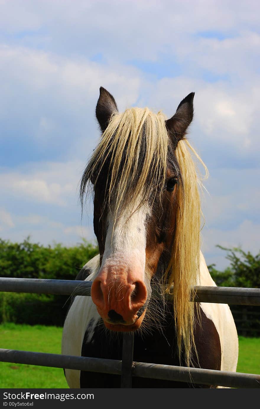 Shot of a beautiful horse in a field looking at camera