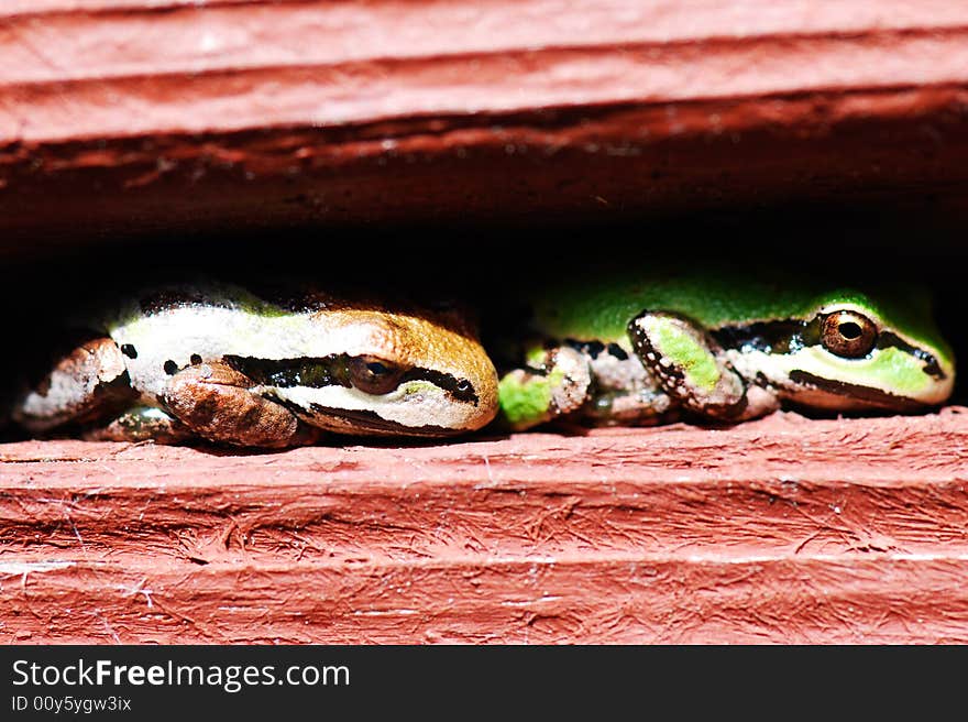 Close-up of two frogs resting toe-to-tail in a stucco railing