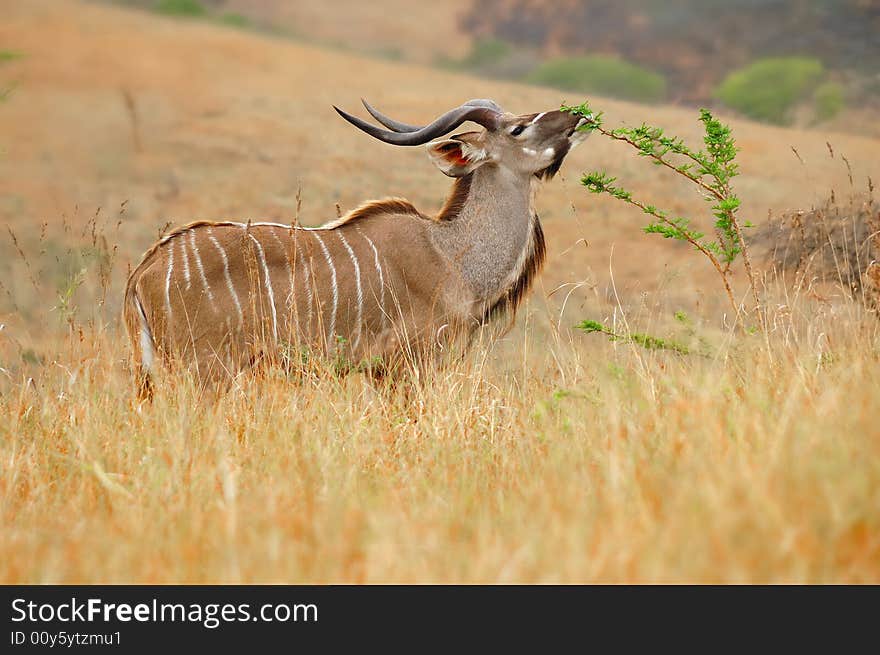 The Greater Kudu (Tragelaphus strepsiceros) is a woodland antelope found throughout eastern and southern Africa (South Africa)