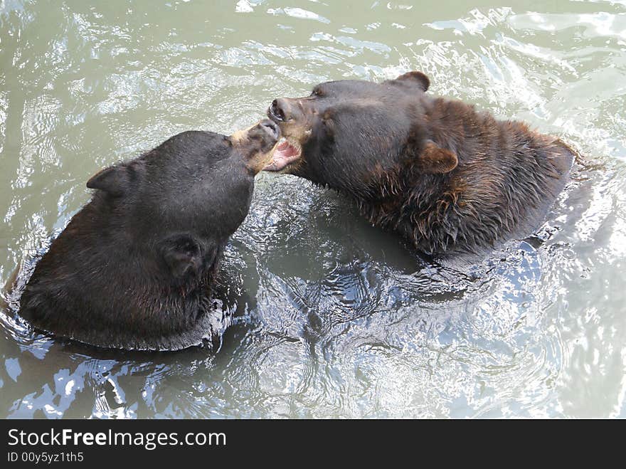 These two bears are enjoying each others company by playing a little wrestling game. These two bears are enjoying each others company by playing a little wrestling game.