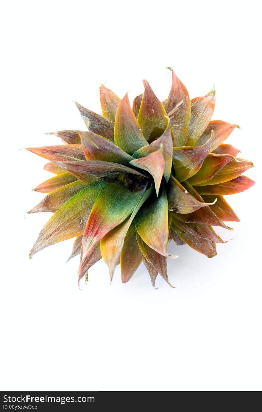 Pine-apple leafs beautiful colored on white background