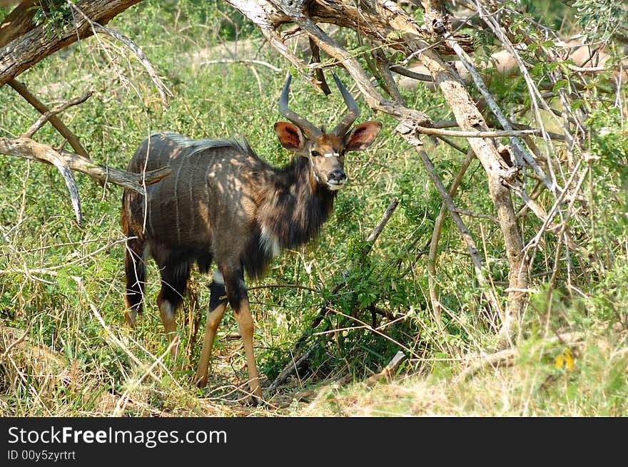 Nyala male (Tragelaphus angasii)