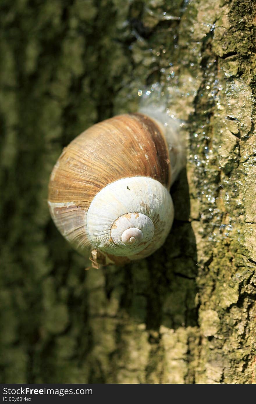 Snail sticked on the trunk. Snail sticked on the trunk.