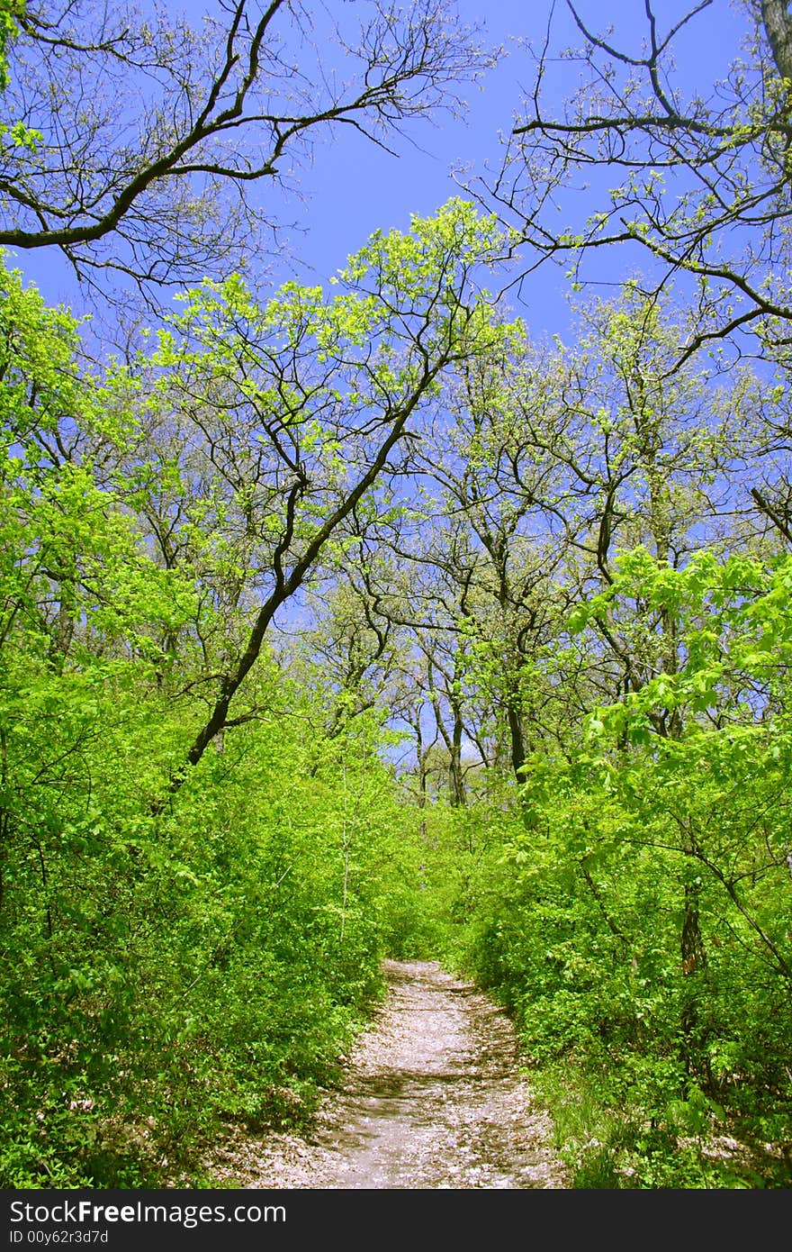 Hiking trail in early spring