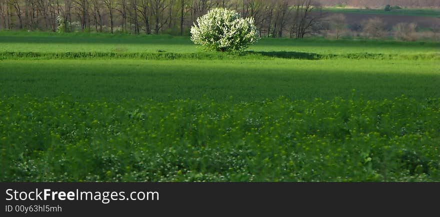 Rural landscape with green field and blossoming tree. Rural landscape with green field and blossoming tree