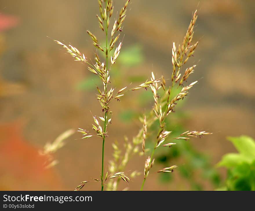 Close up of a grass against a blurred meadow. Close up of a grass against a blurred meadow