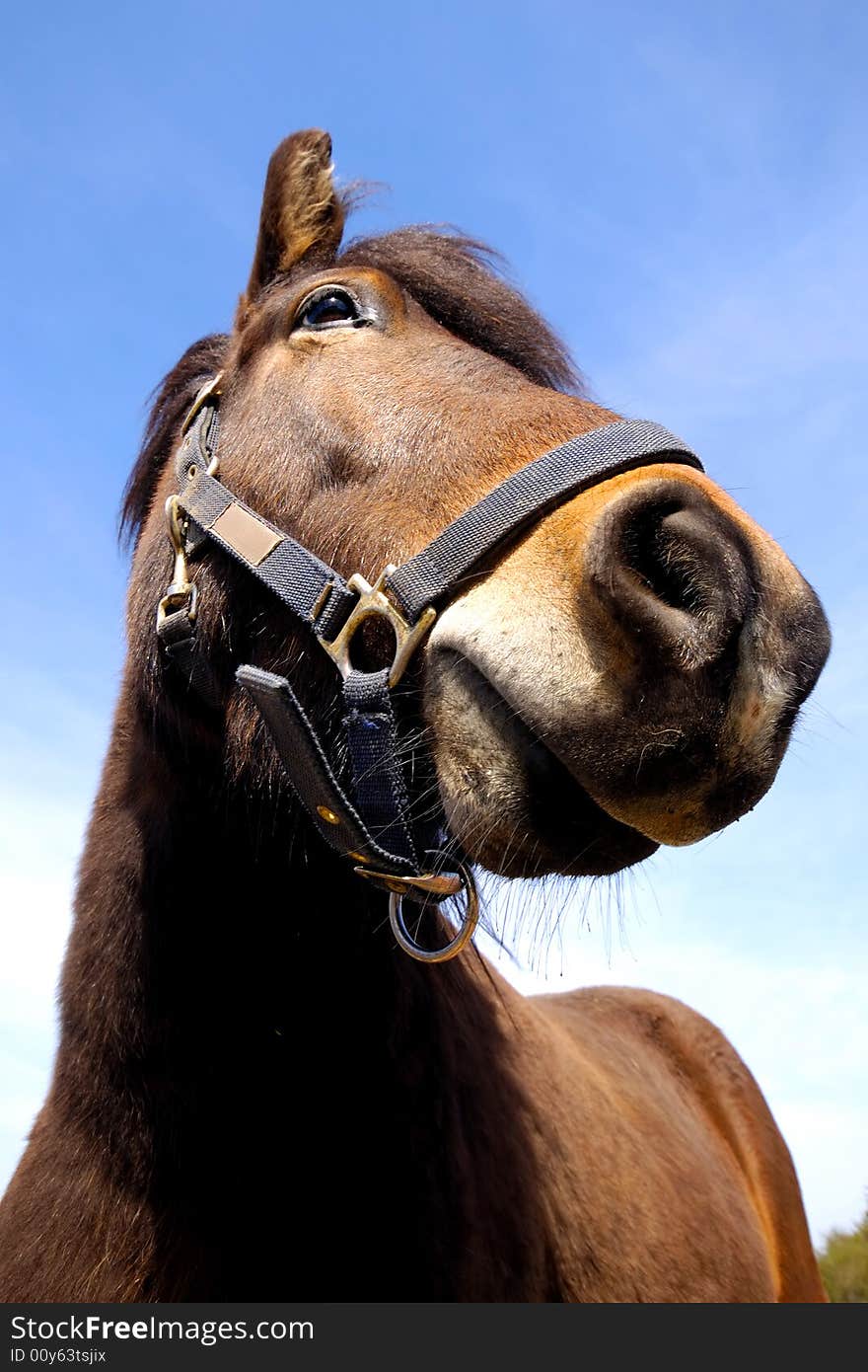 Wide angle shot of horse face. The horse is looking very curious. Wide angle shot of horse face. The horse is looking very curious.