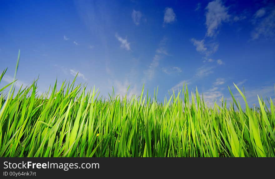 High green grass and  blue sky. High green grass and  blue sky