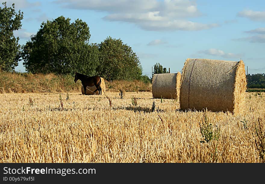 Field with hay rolls and a horse in a sunny day