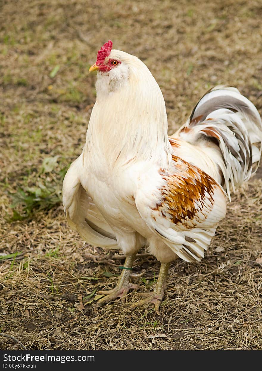 Colorful hen making facial expressions at me.