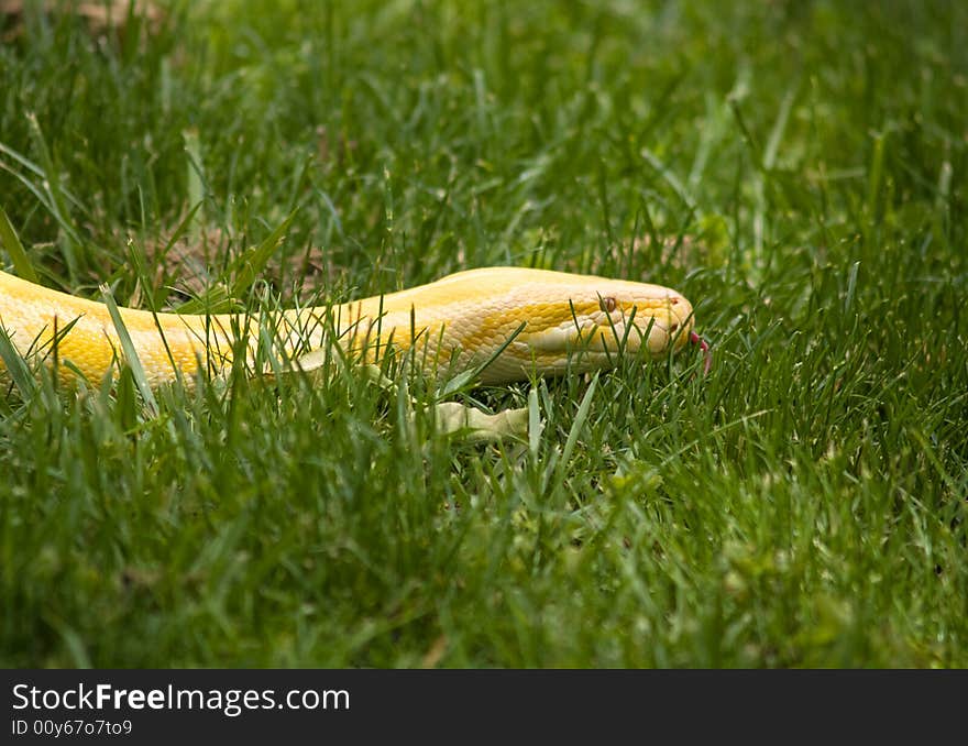 Albino Python slithering in the grass, making people nervous.