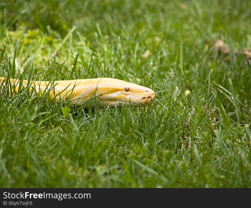 Albino Python slithering in the grass, making people nervous.