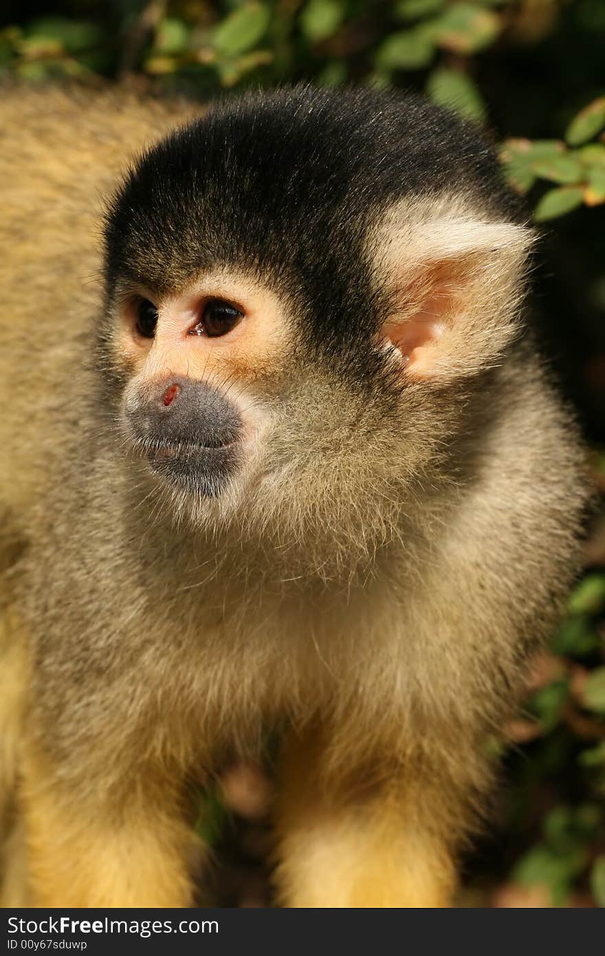 Black capped squirrel monkey