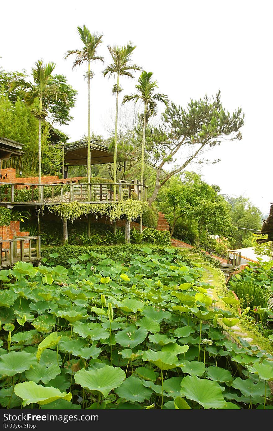 Lotus fields near coconut palms