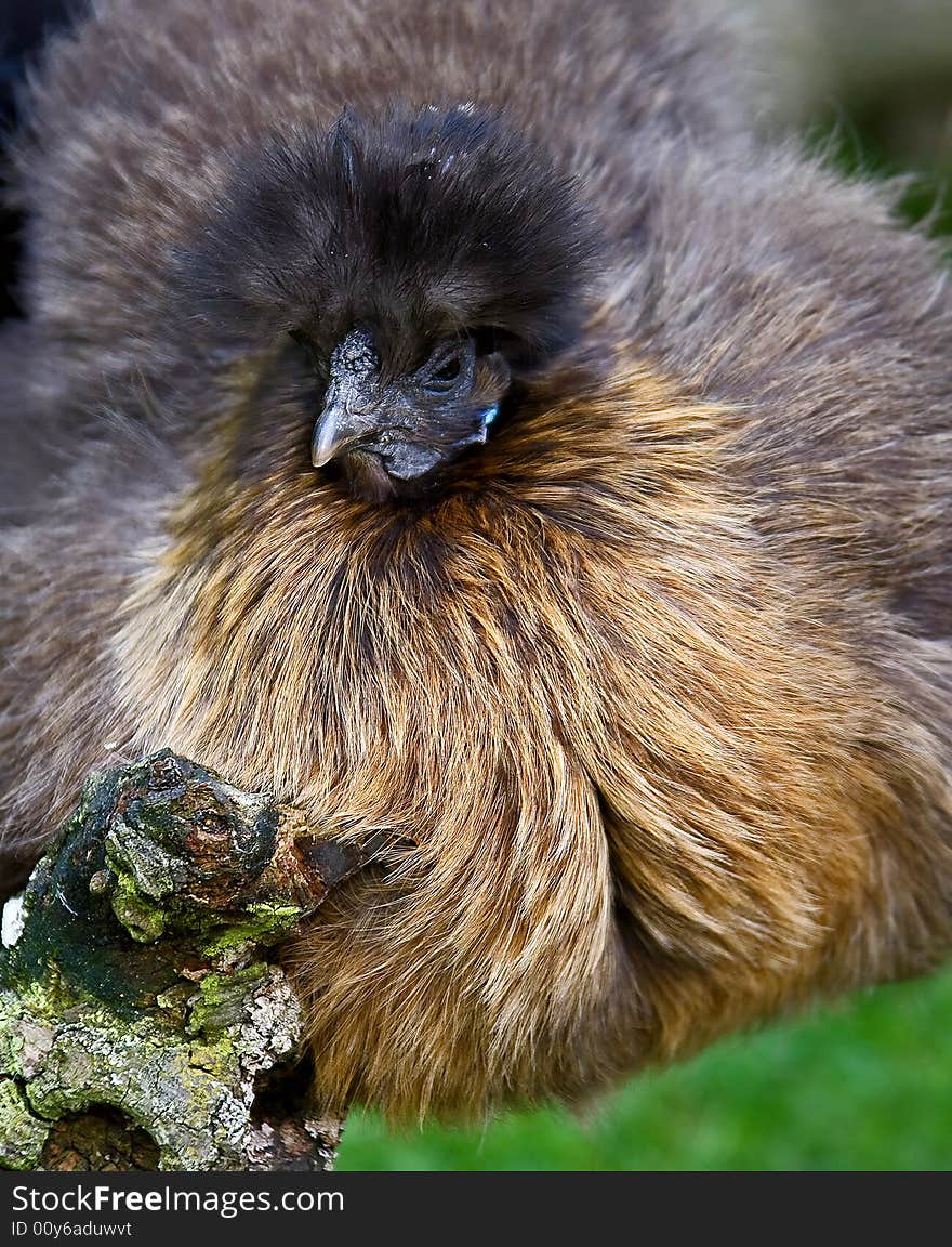 Portrait of nice gecorative hen. Portrait of nice gecorative hen