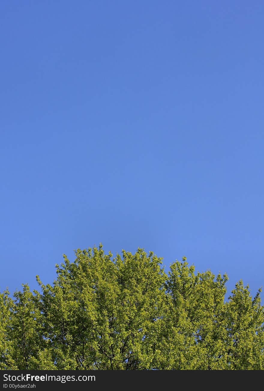 A freshly bloomed bright green tree against a solid blue clear sunny sky. A freshly bloomed bright green tree against a solid blue clear sunny sky.