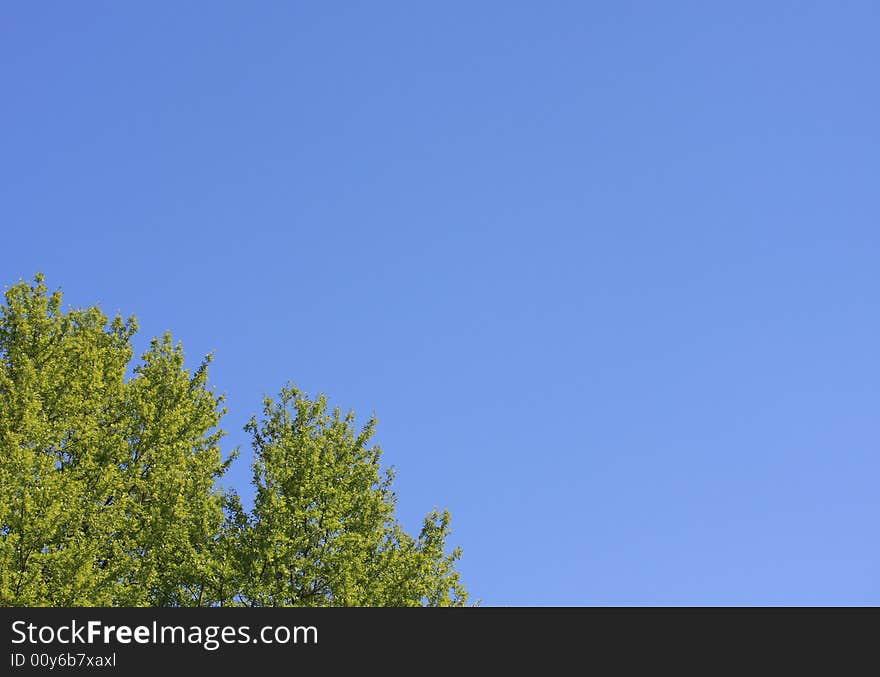 A freshly bloomed bright green tree against a solid blue clear sunny sky. A freshly bloomed bright green tree against a solid blue clear sunny sky.