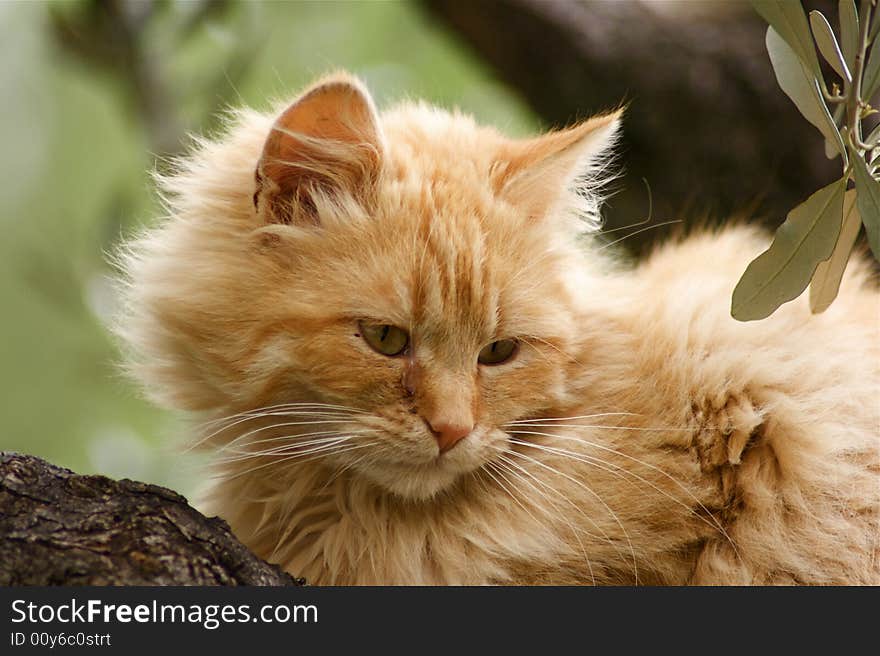 Cat on a tree