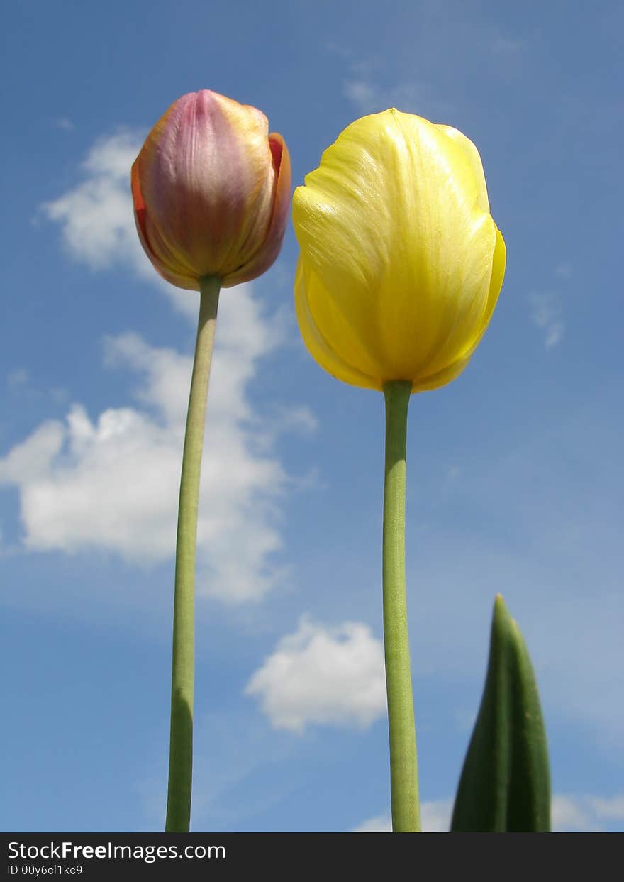 Tulips