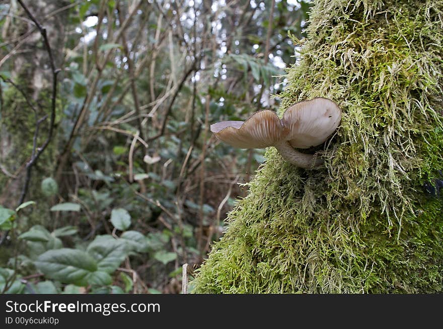 Mushroom growing out of a tree with a lot of moss. Mushroom growing out of a tree with a lot of moss