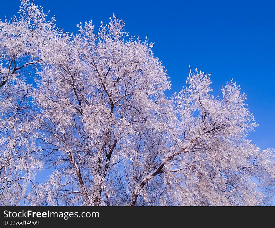 Frosted Tree Tops