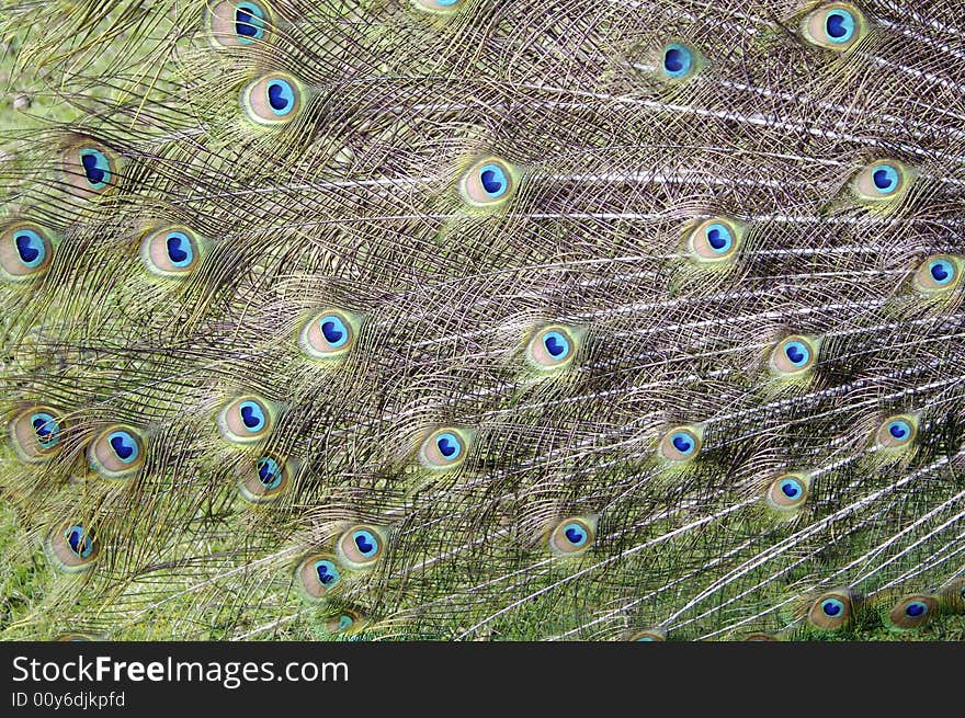 Peacock Feathers in close-up detail