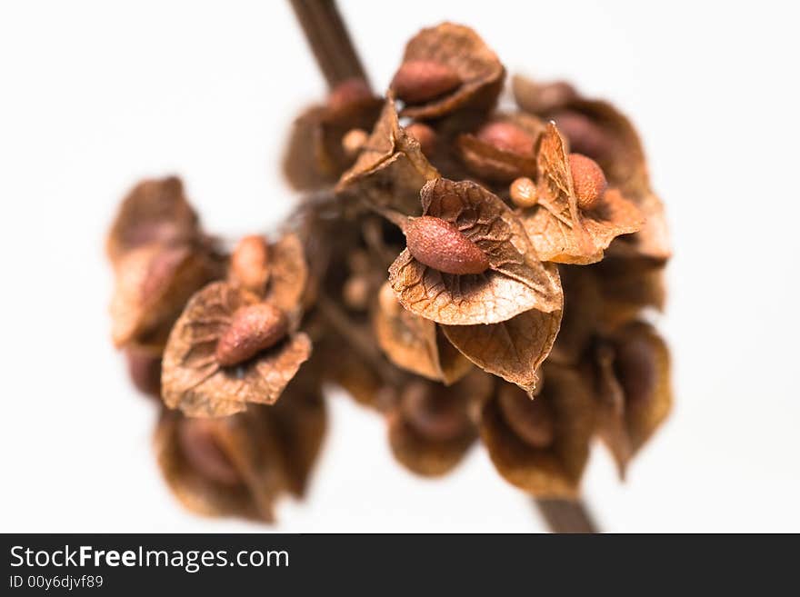 Dry Flower