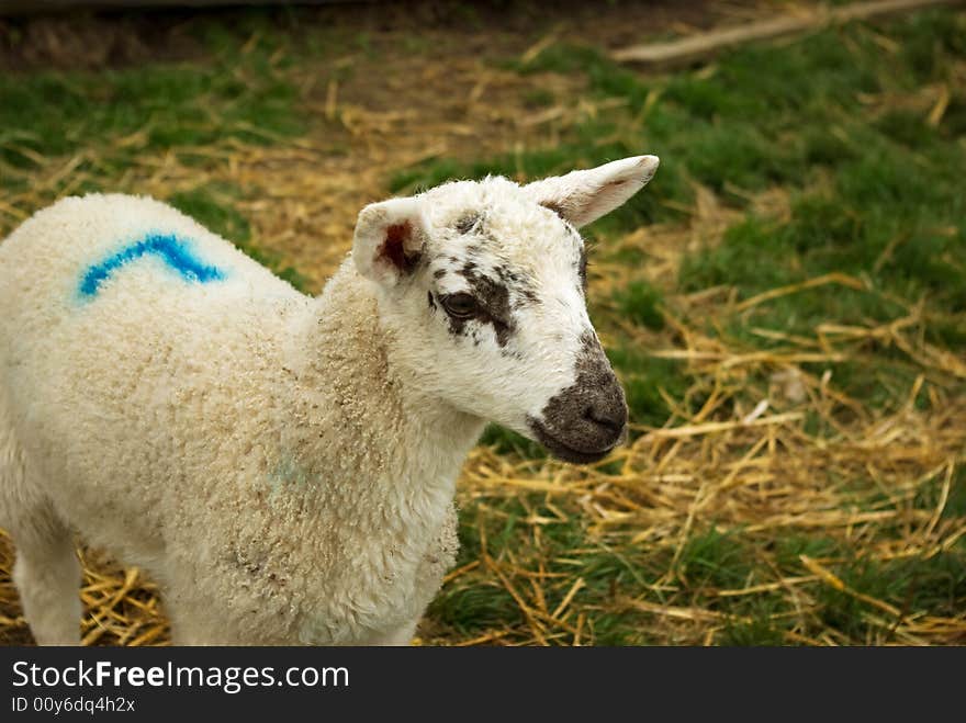 Lamb poses patiently for a portrait. Lamb poses patiently for a portrait