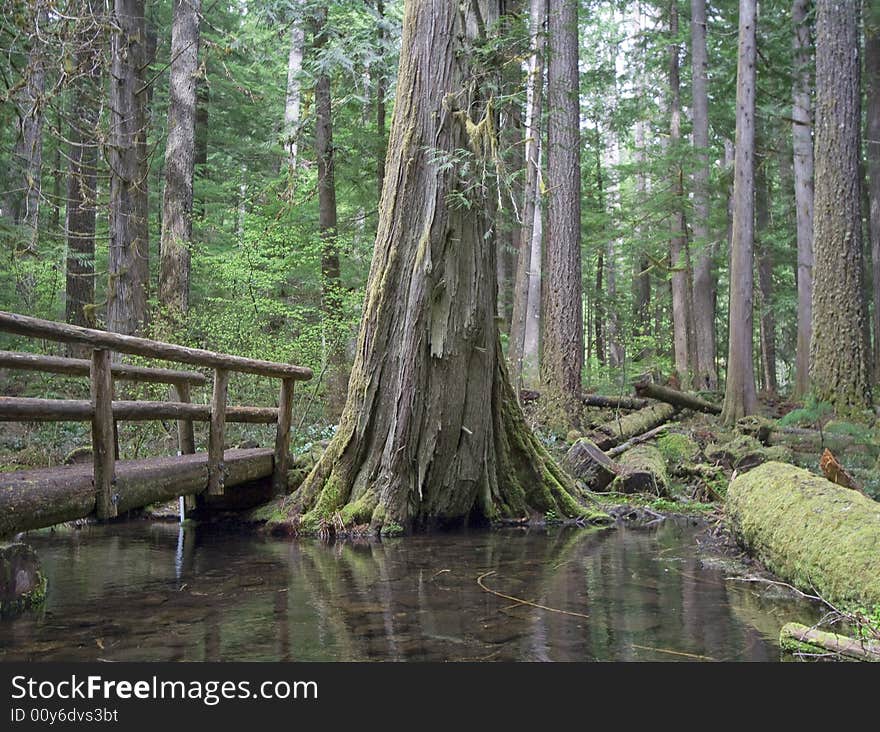 A wooden bridge spans mossy Tamolich Creek in Oregon. A wooden bridge spans mossy Tamolich Creek in Oregon