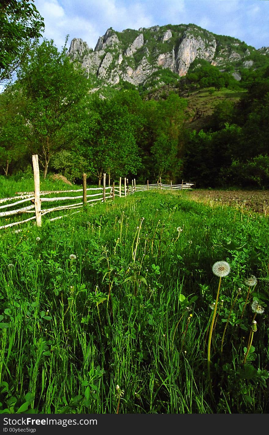 Taraxacum Officinale (dandelion) in Trascau Mountains, Romania