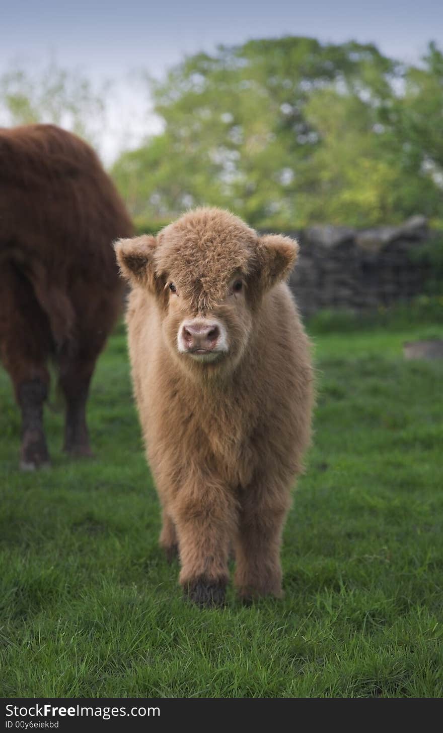 Very young Highland Calf in field