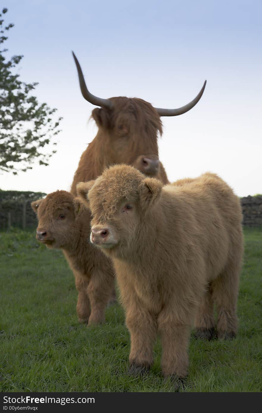 Very young Highland Calf's in field with parent. Very young Highland Calf's in field with parent