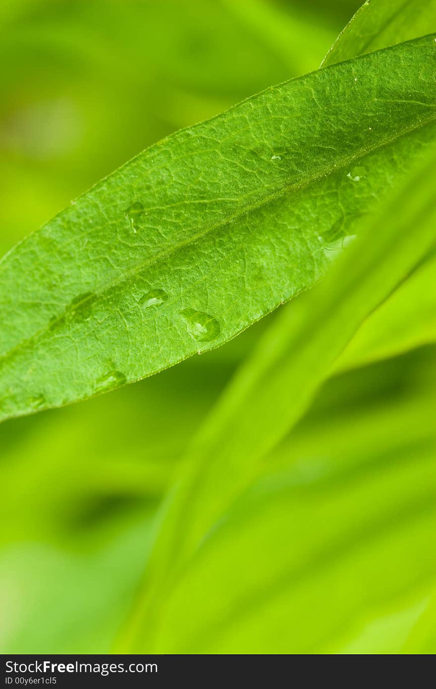 Fresh green leafs with dew drops close up