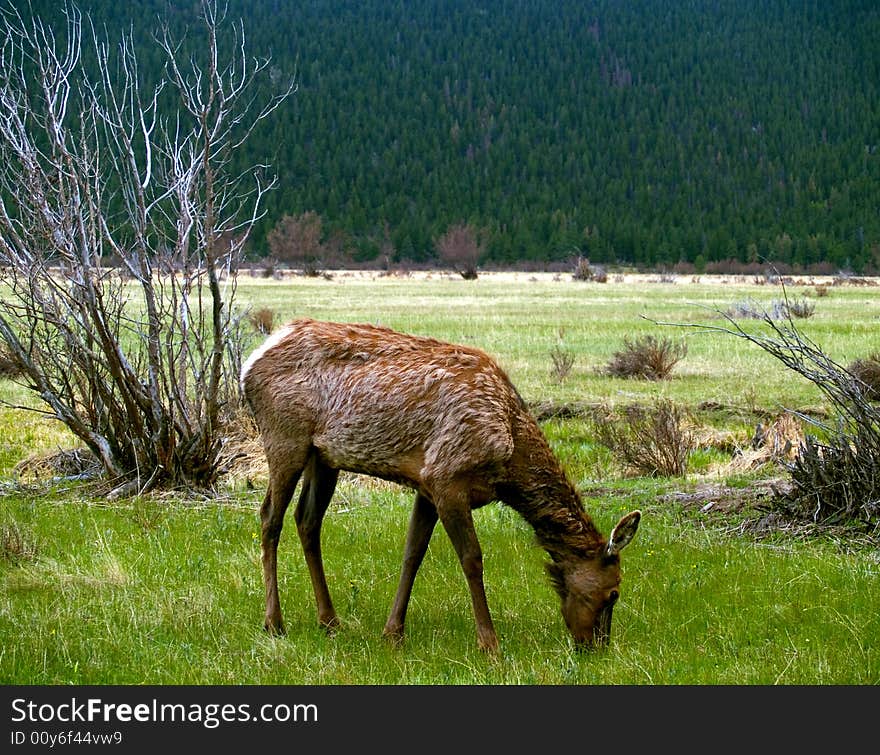 Young Elk Grazing In Spring